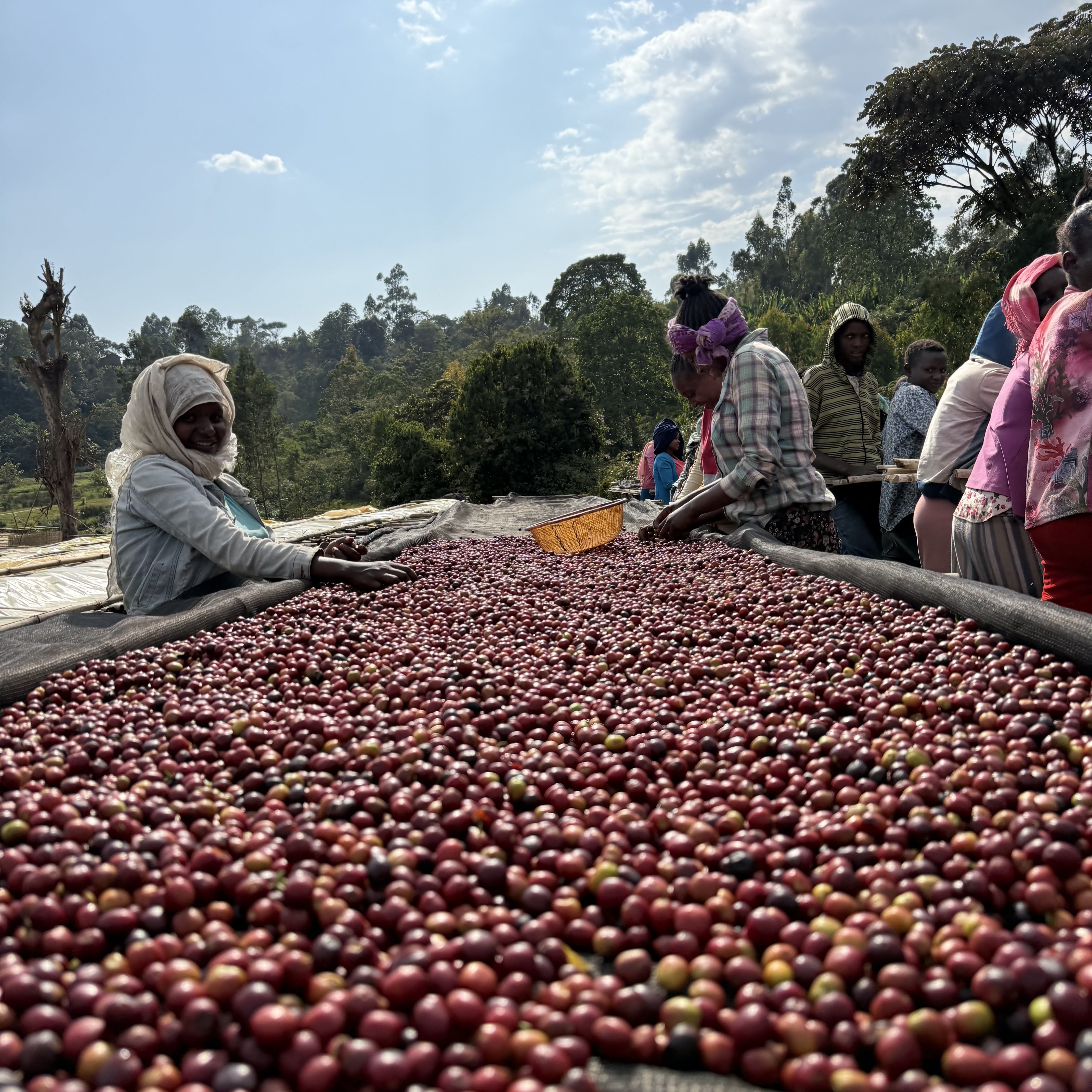 Ethiopia Karamo Natural(24/25年クロップ) | ORIGIN COUNTRIES for